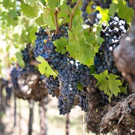 Primitivo/Zinfandel