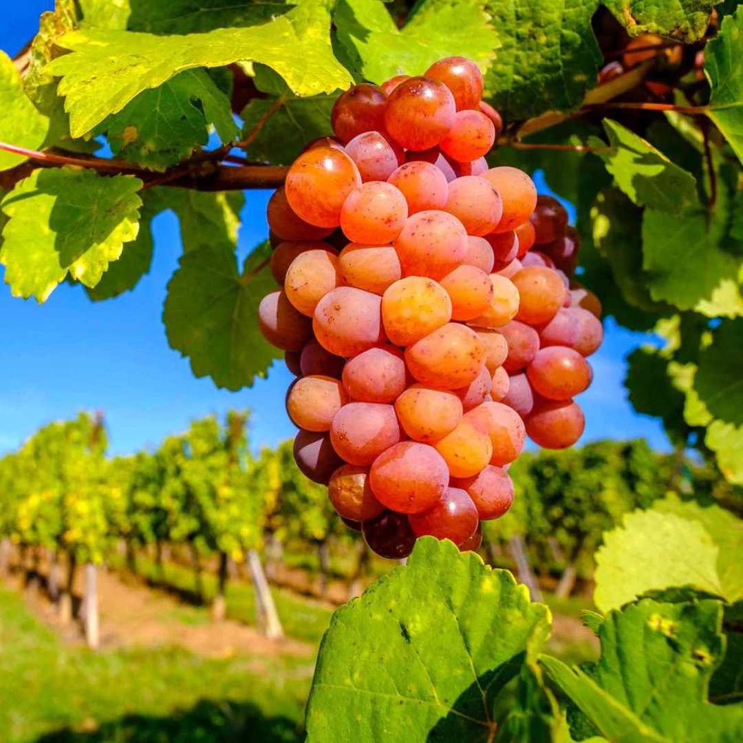 Gewürztraminer
