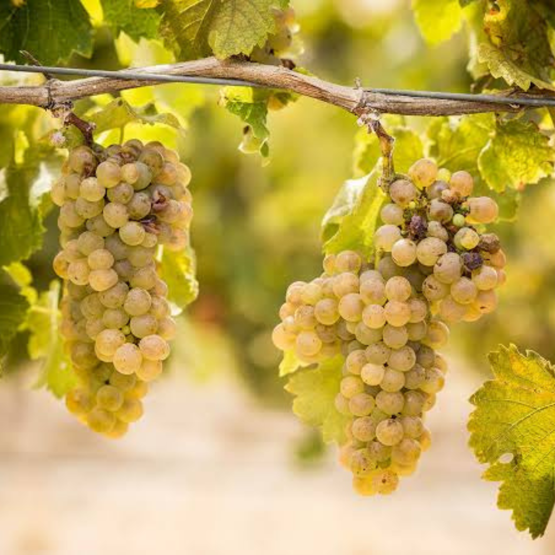 Viognier
