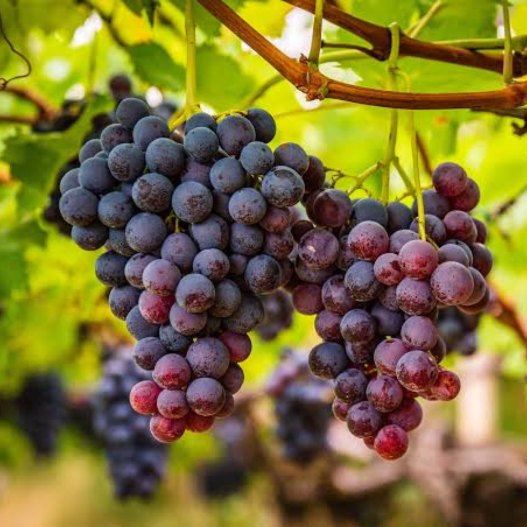 Grenache