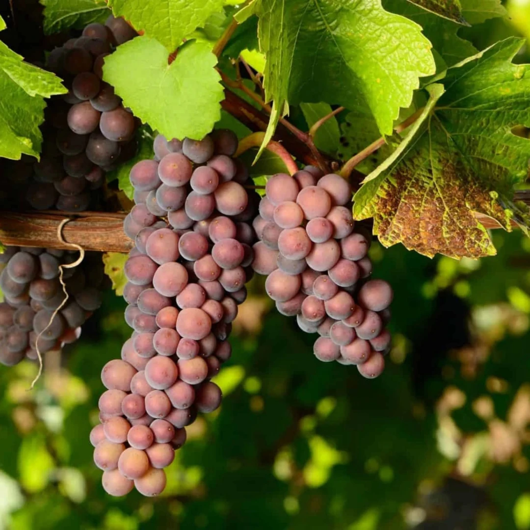 Pinot Gris/Pinot Grigio