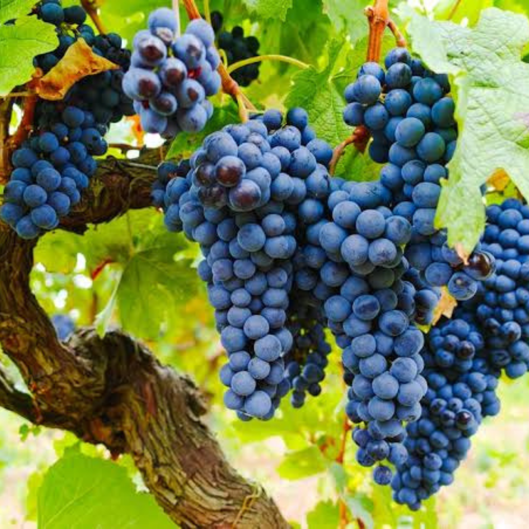 Cinsault