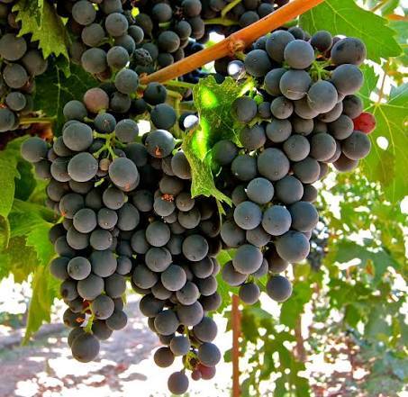 Montepulciano