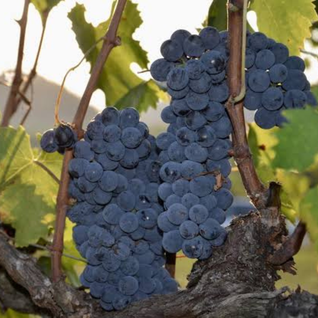 Nero d'Avola