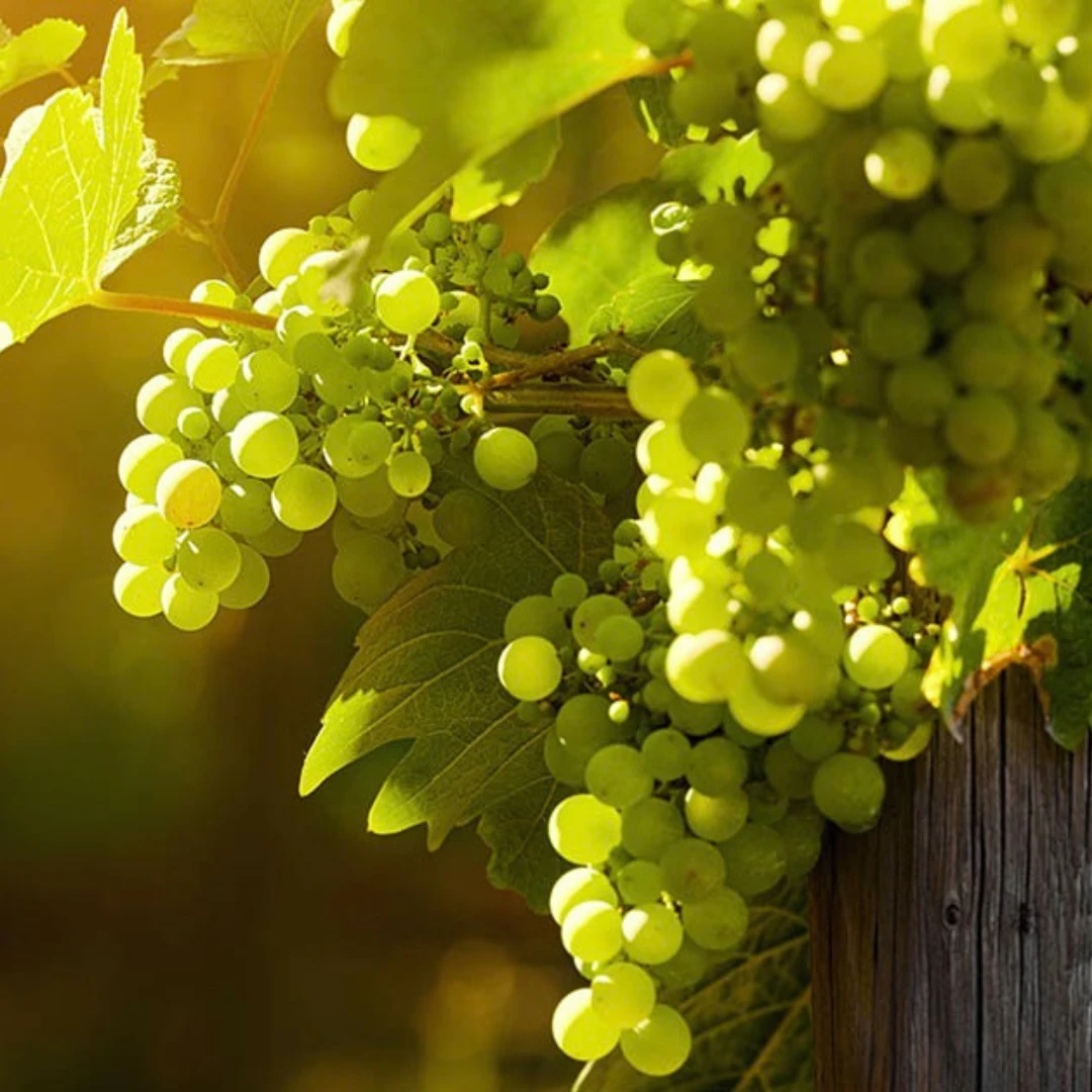 Fiano