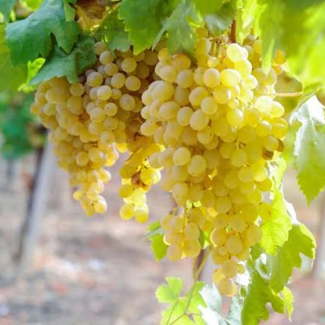 Chenin Blanc