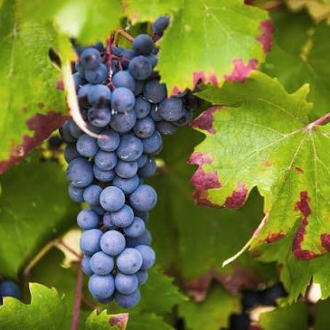 Barbera & Dolcetto
