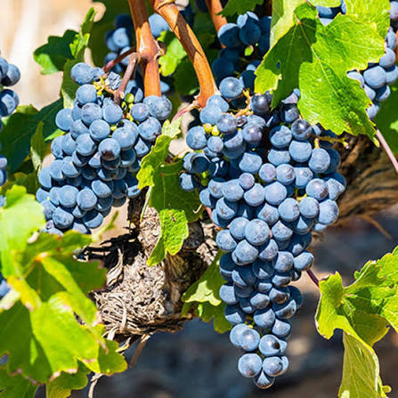 Pinotage