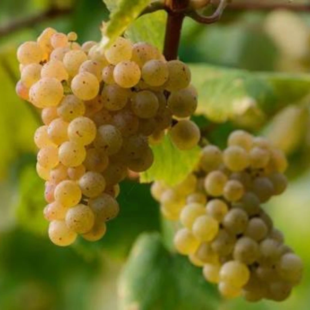 Albarino/Alvarinho