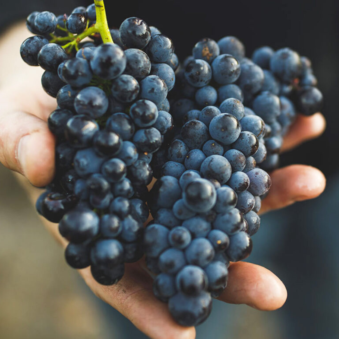 International Red Varieties