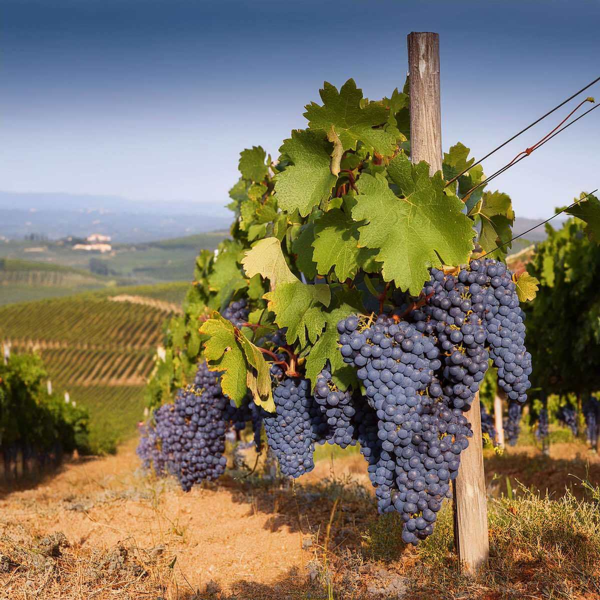 Nebbiolo