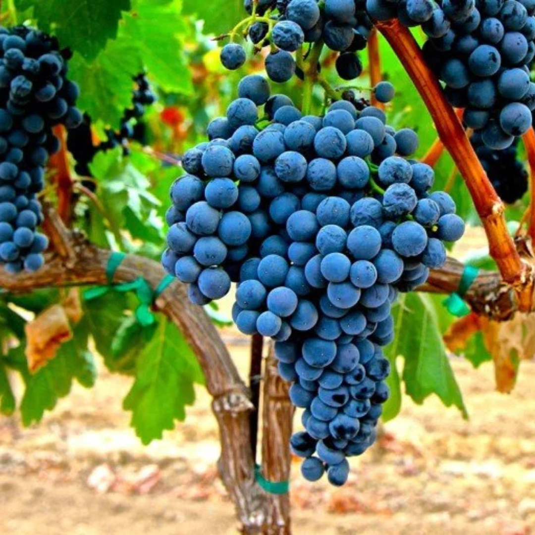 Tempranillo