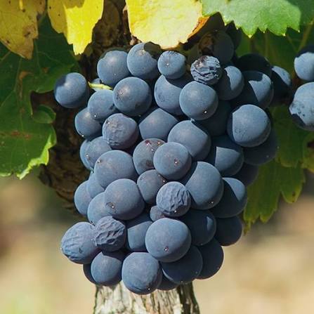 Gamay