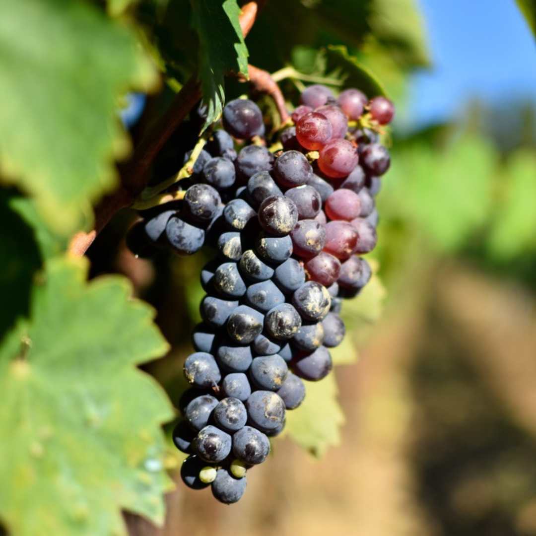 Sangiovese