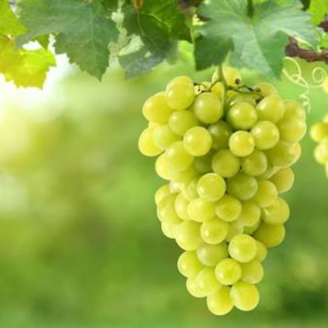 Riesling
