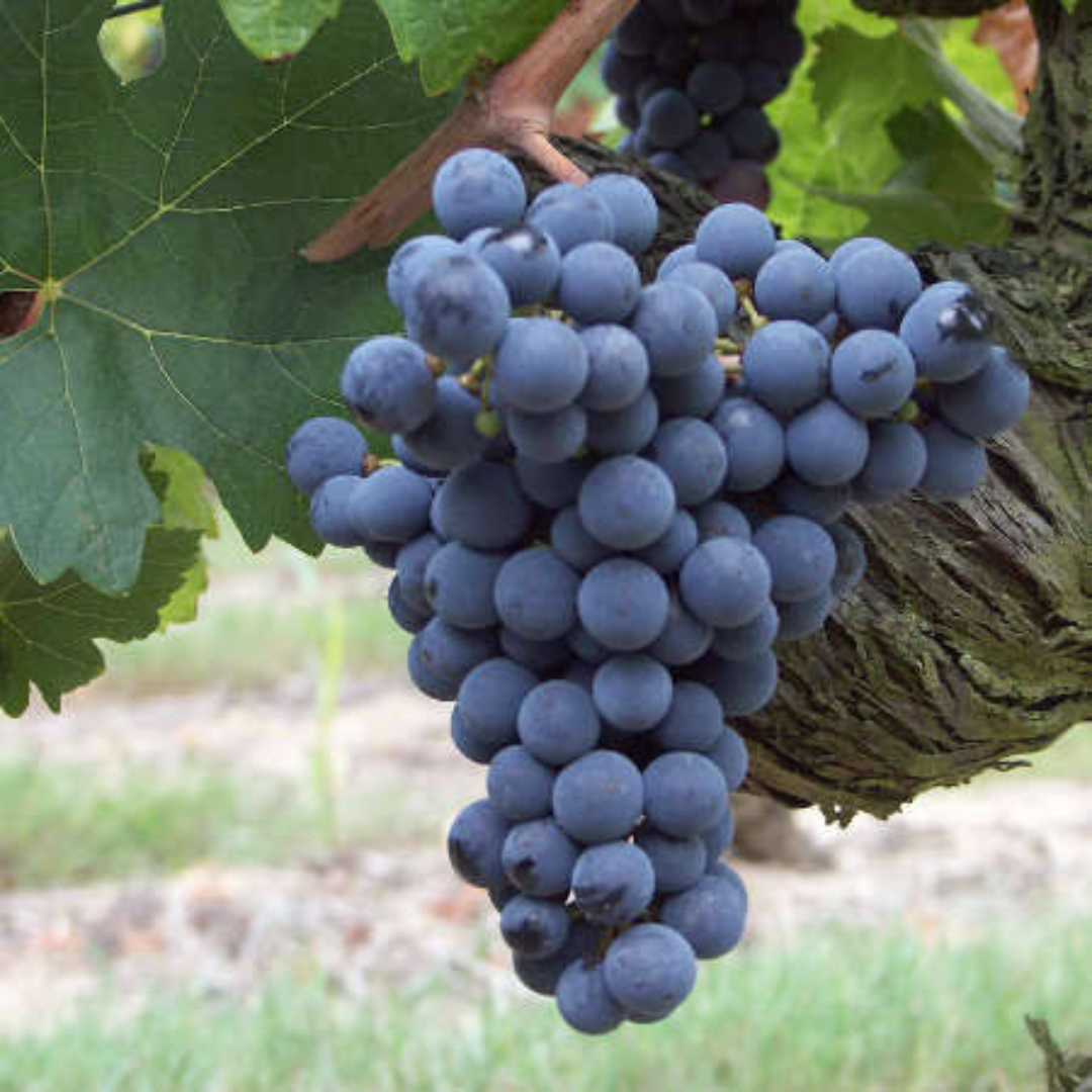 Cabernet Franc