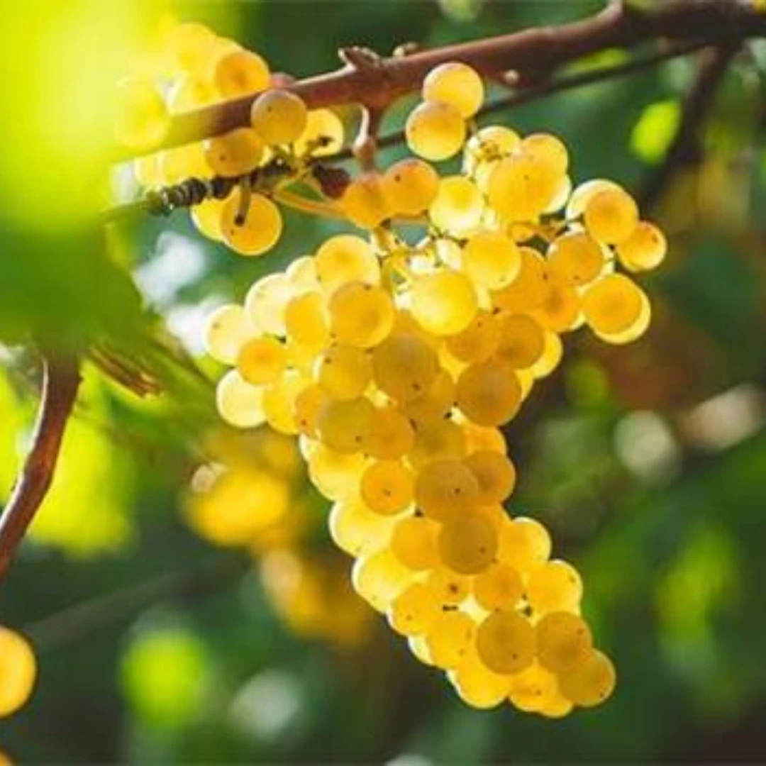 Pinot Blanc