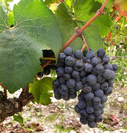 Malbec