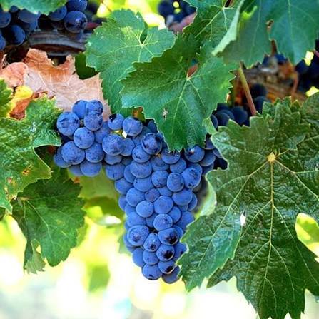 Merlot