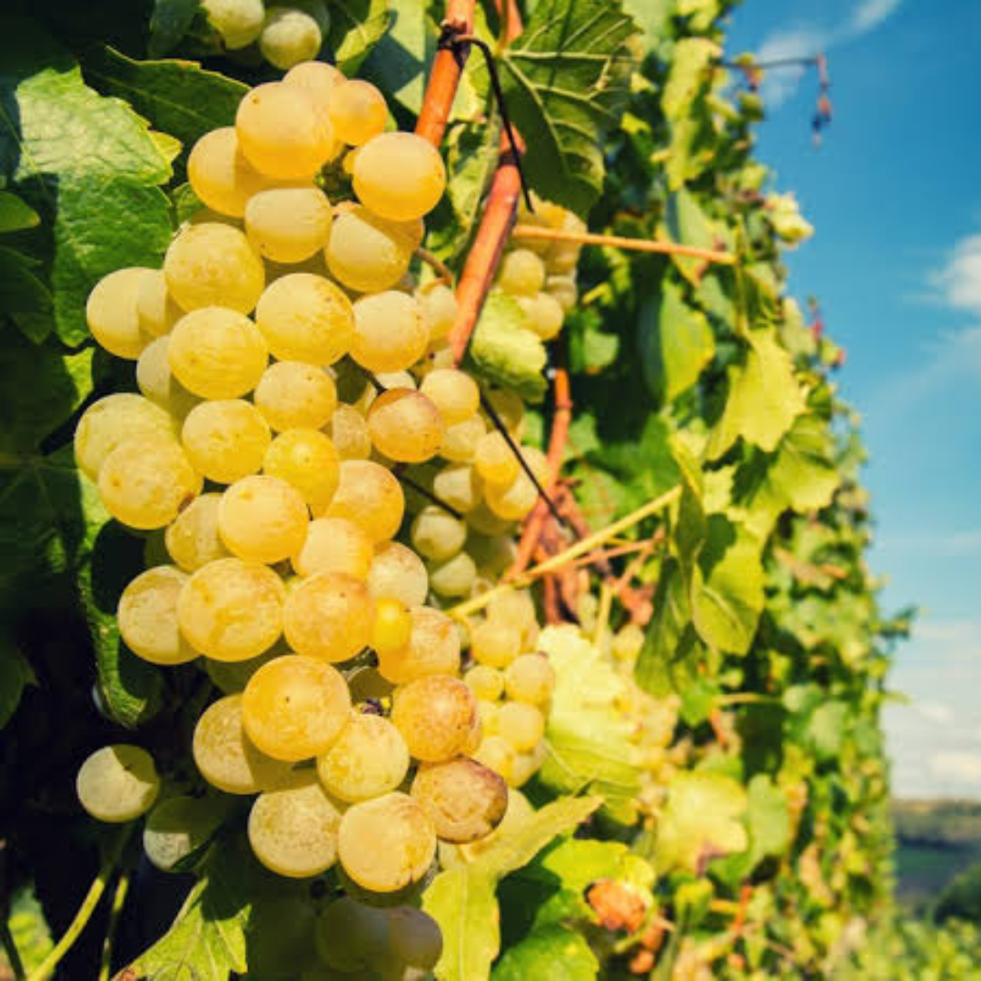 Sémillon