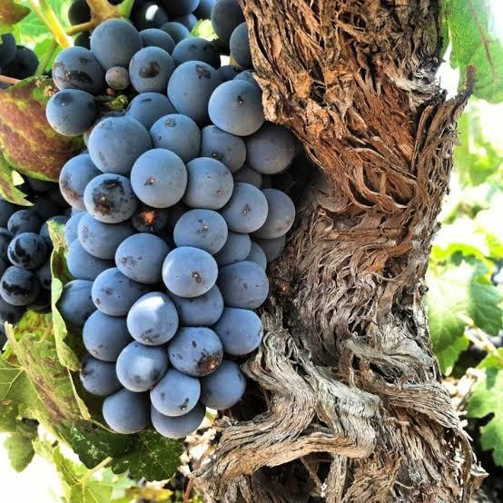 Mourvedre/Monastrell/Mataro