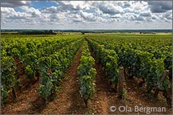 Gevrey-Chambertin, Burgundy.