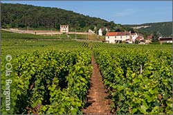 Les Corbeaux, Gevrey-Chambertin.