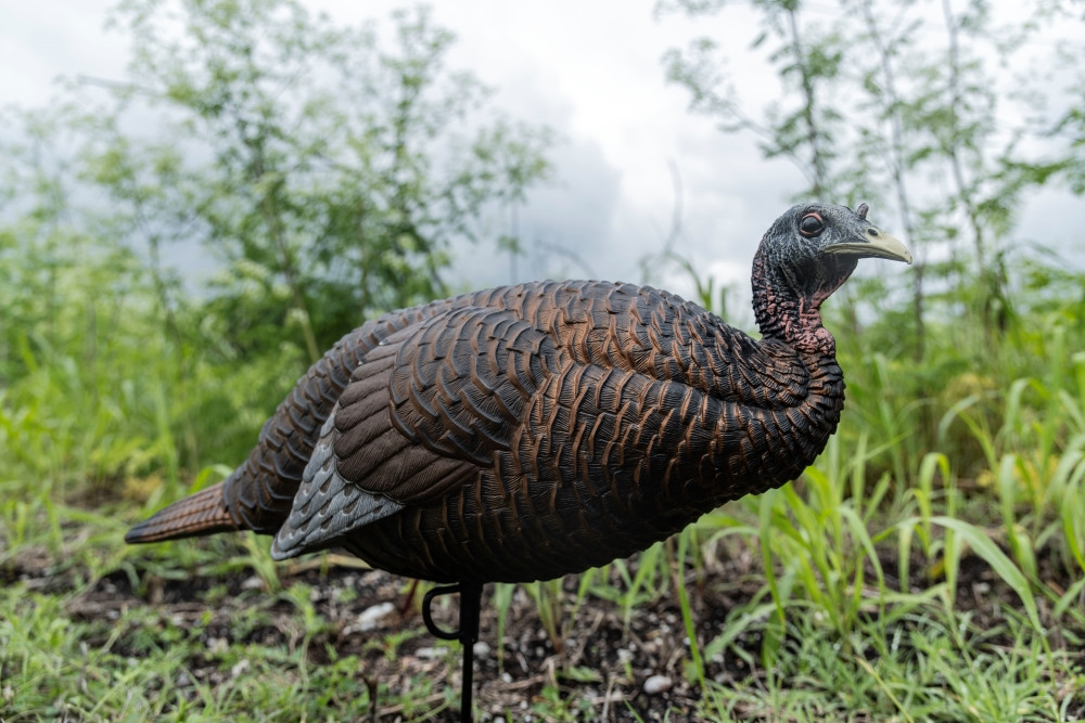 Thunder Chick™ Breeder