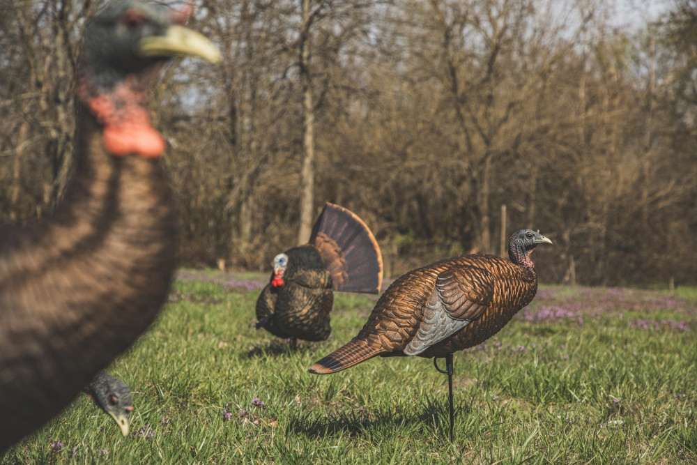 Thunder Chick™ Breeder
