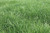 Ryegrass