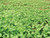 Brassicas