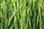 Triticale