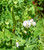 Winter Peas