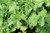 Daikon Radish