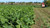 Sugar Beets & Bulbs™ Pro