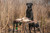 MALLARD FLOATER DECOYS