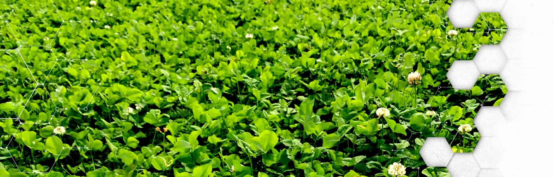 Annuals