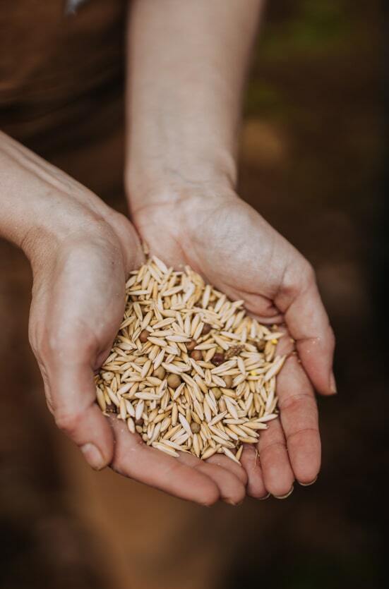 FOOD PLOT SEEDS