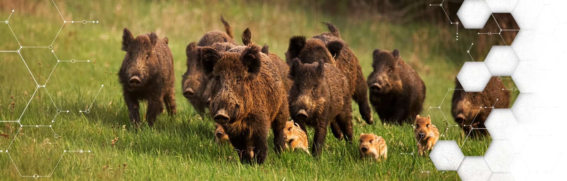 Hogs
