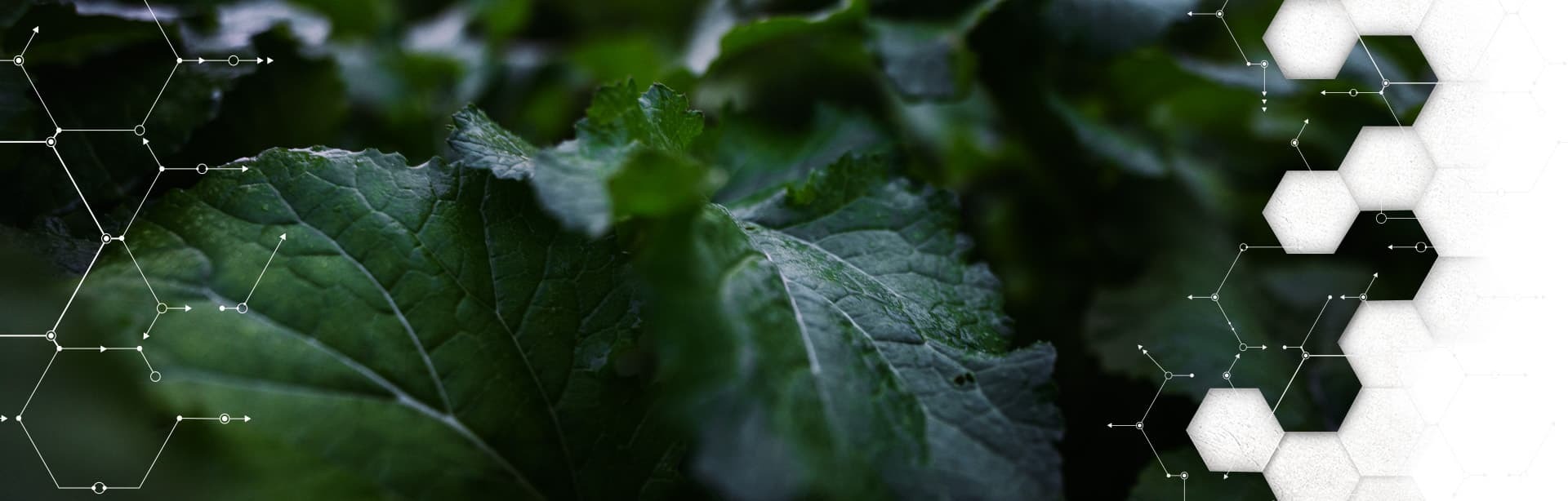 Perennials