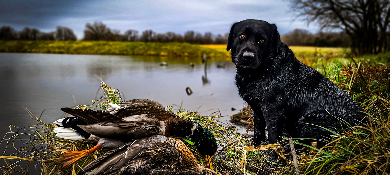Waterfowl