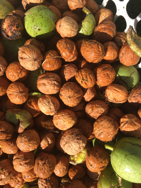 Australian Organic Walnuts in shell - 4kg bag