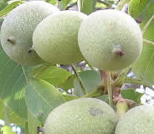 Green Walnuts - Australian Organic