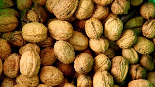 Australian Organic Walnut in Shell UNDRIED