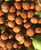 Nuts in shell fresh from our 2026 harvest.