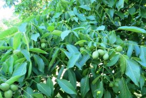 Green walnuts
