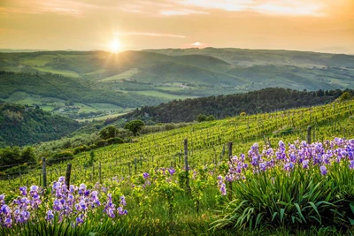 Italy Vineyard on Tuscany Hotel Wall Art