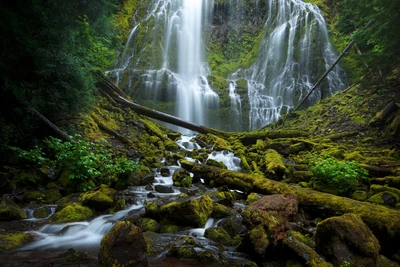 Oregon Proxy Falls Hotel Wall Art