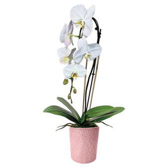 Orchid Potted Houseplant