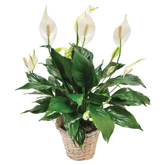 Peace Lily Potted Houseplant